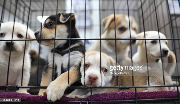 These puppies are very sad without anyone to adopt and care for them.