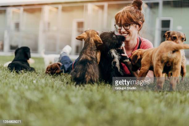 A lady with a bunch of dogs (implied to be from a shelter)